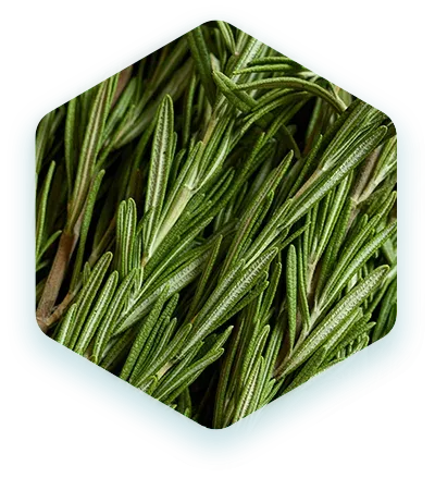 ЭКСТРАКТ РОЗМАРИНА