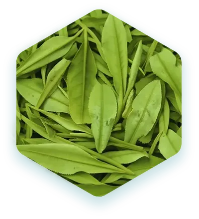 ЭКСТРАКТ БЕЛОГО ЧАЯ